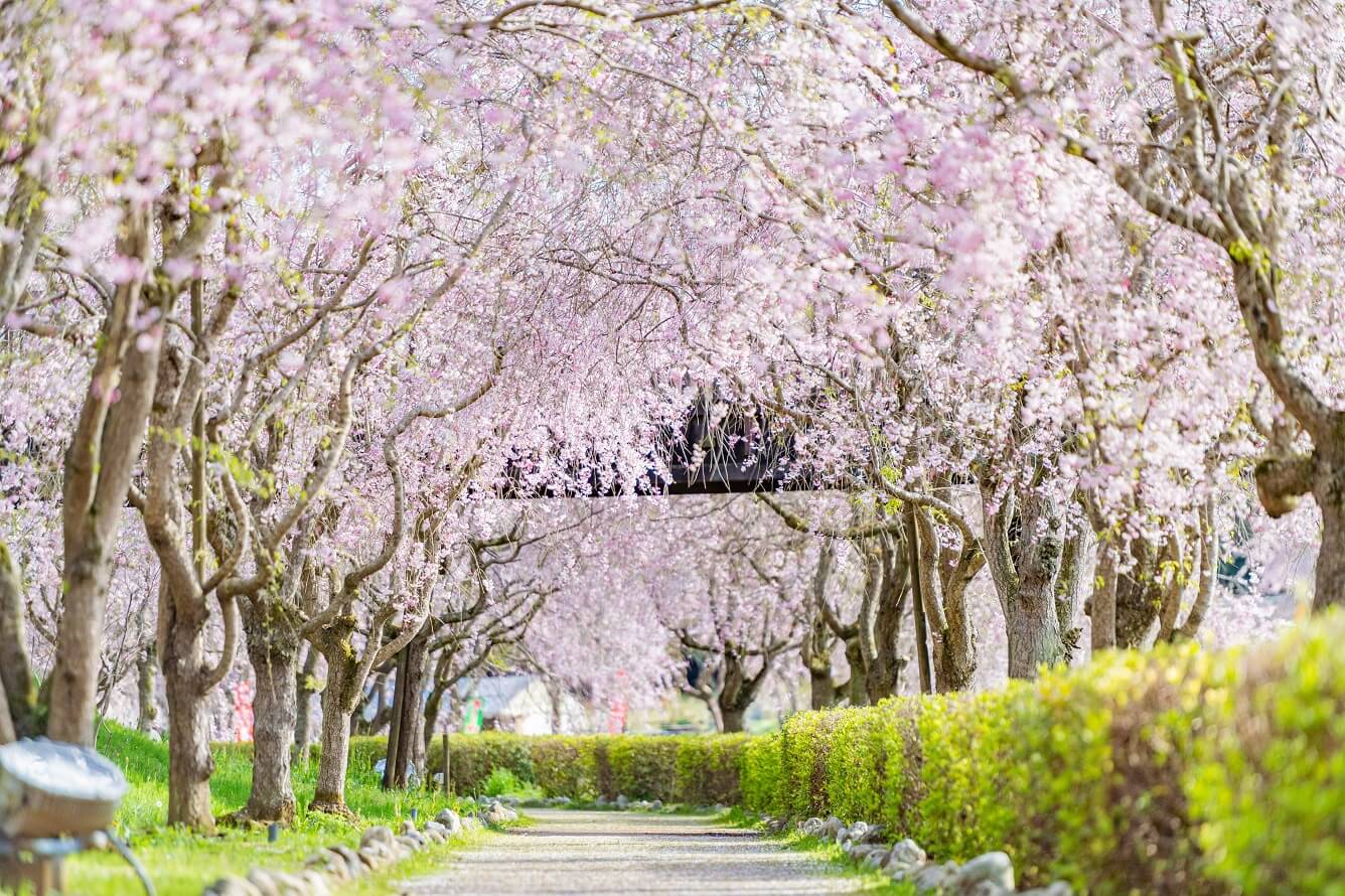 Du xuân Ibaraki, ngắm “Thiên đường hoa” của Nhật Bản